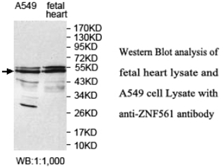 ZNF561 Antibody