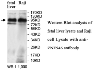 ZNF546 Antibody