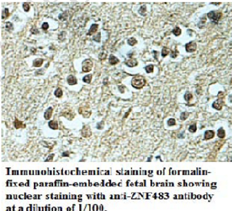 ZNF483 Antibody