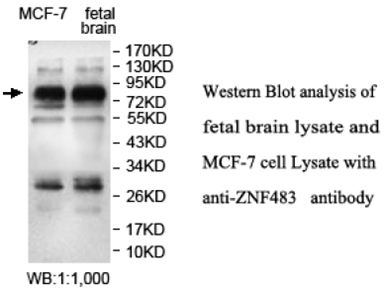 ZNF483 Antibody