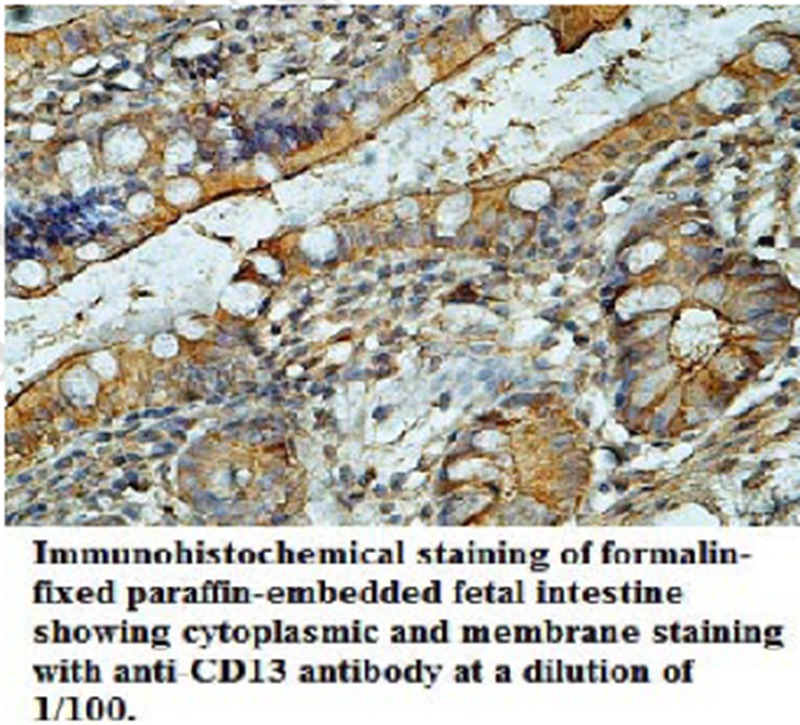 CD13 Antibody