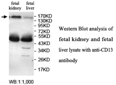 CD13 Antibody