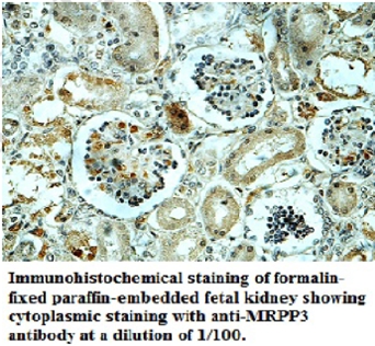 MRPP3 Antibody