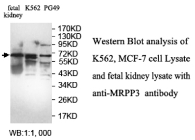 MRPP3 Antibody