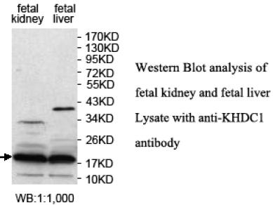 KHDC1 Antibody