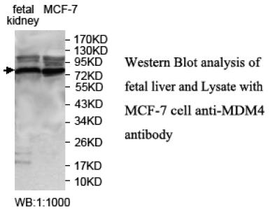 MDM4 Antibofy Antibody