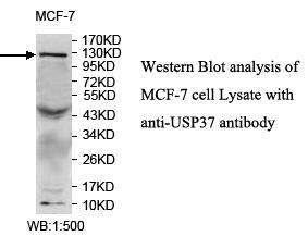 USP37 Antibody