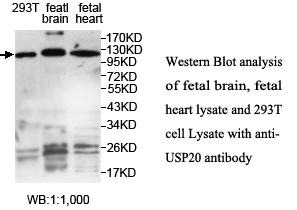 USP20 Antibody