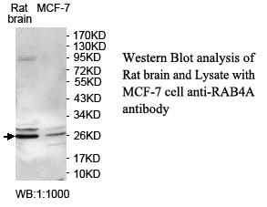 RAB4A Antibody