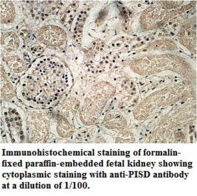 PISD Antibody