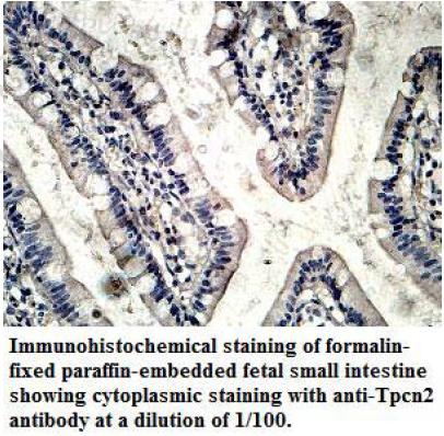 TPCN2 Antibody