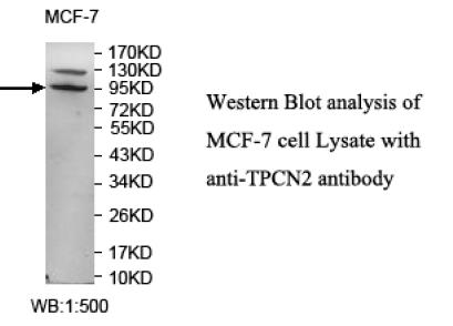 TPCN2 Antibody