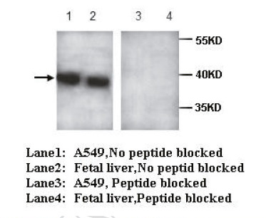 AIBZIP Antibody