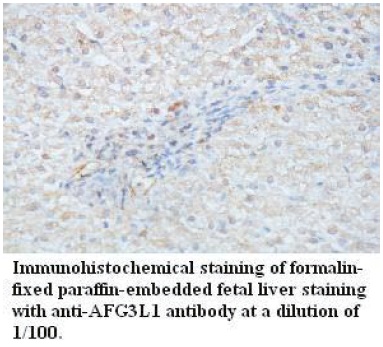 AFG3L1 Antibody