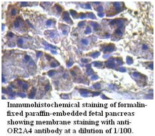 OR2A4 Antibody