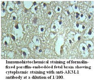 AK3L1 Antibody