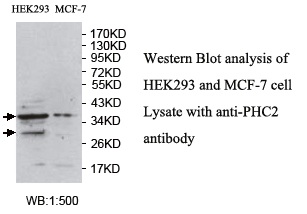 PHC2 Antibody