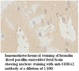 S100A2 Antibody