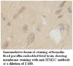 ITM2C Antibody