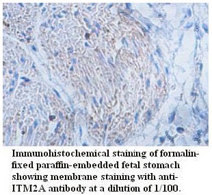 ITM2A Antibody