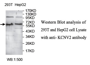 KCNV2 Antibody