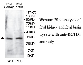 KCTD1 Antibody