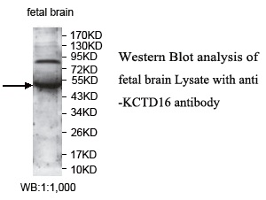 KCTD16 Antibody