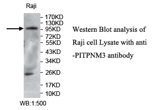 PITPNM3 Antibody