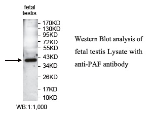 PAF Antibody