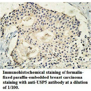 USP5 Antibody