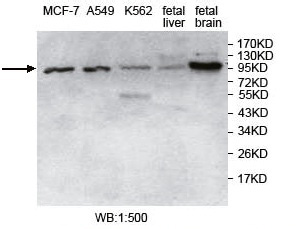 USP5 Antibody