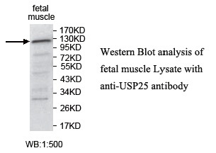 USP25 Antibody