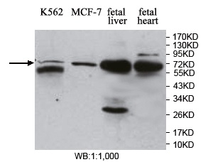 MBD4 Antibody