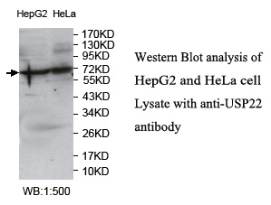 USP22 Antibody