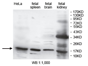 DUSP3 Antibody