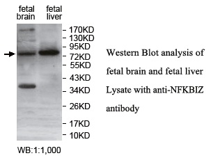 NFKBIZ Antibody