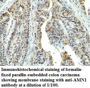 AMN1 Antibody