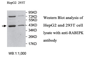 RABEPK Antibody