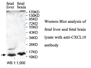 CXCL10 Antibody