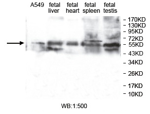 ZNF701 Antibody