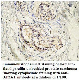 AP2A1 Antibody