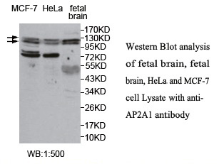 AP2A1 Antibody