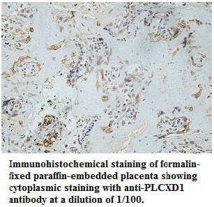 PLCXD1 Antibody