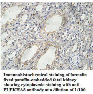 PLEKHA8 Antibody