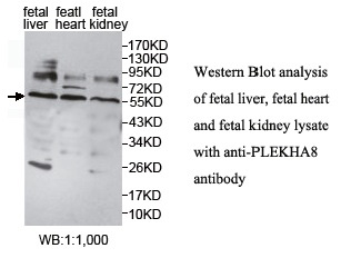 PLEKHA8 Antibody