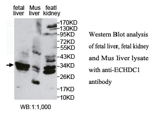 ECHDC1 Antibody