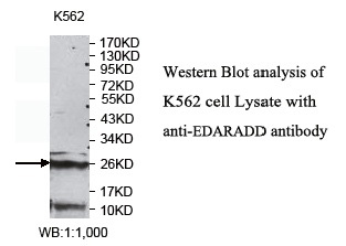 EDARADD Antibody