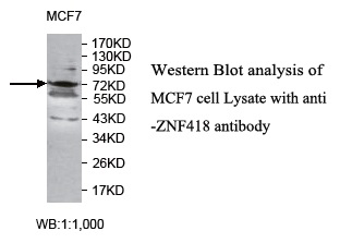 ZNF418 Antibody