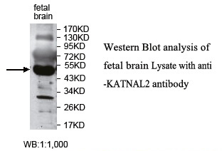 KATNAL2 Antibody