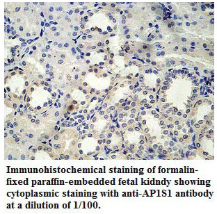 AP1S1 Antibody